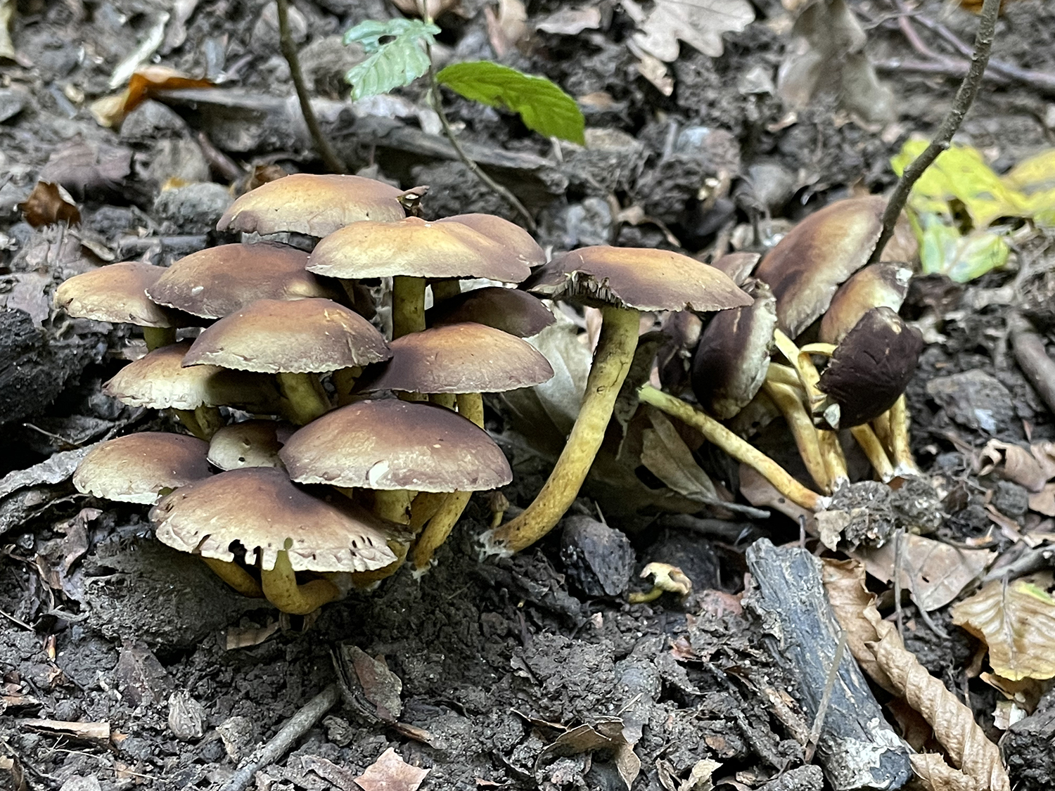 Sa, 10.10. | Pilzökologische Exkursion