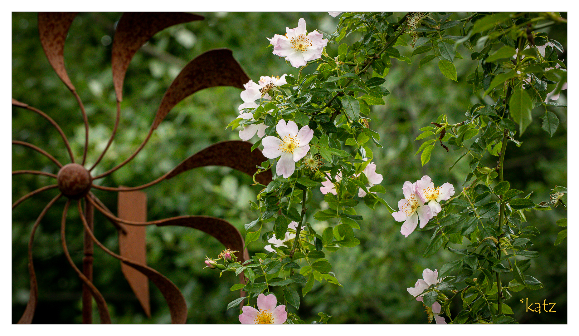 Sa, 13.06. | Exkursion Botanischer Garten Linz