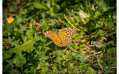 Tagfalter zählen für die Wissenschaft