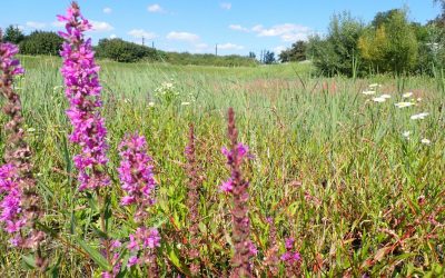 Sa, 19.4. | verborgene Naturschätze im Tullnerfeld