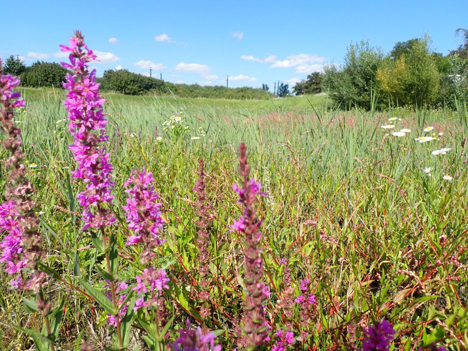 Sa, 19.4. | verborgene Naturschätze im Tullnerfeld