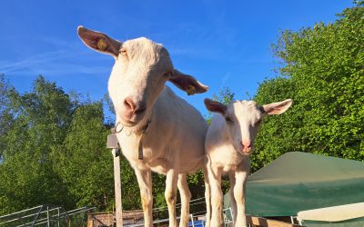 Do, 6.8. | FUER-Stammtisch auf der Ziegenwiese