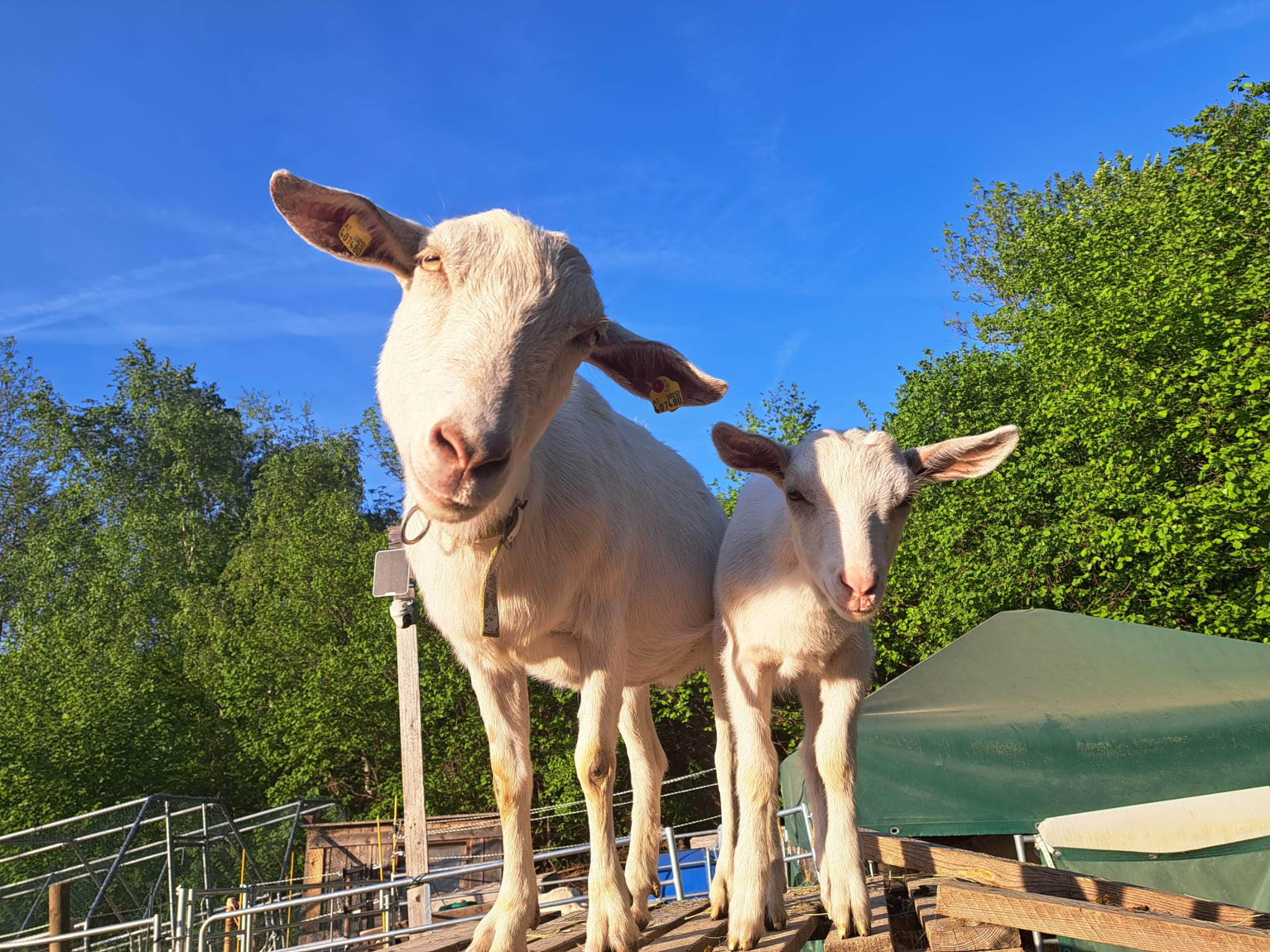Do, 6.8. | FUER-Stammtisch auf der Ziegenwiese