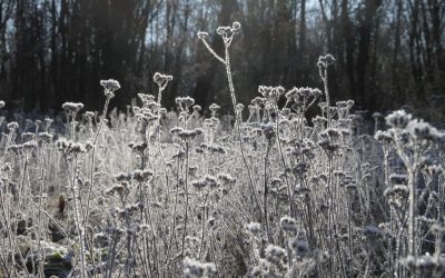 Frohe Weihnachten und alles Gute 2026