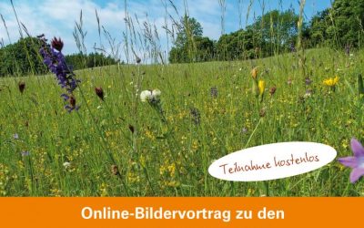 Wiesen in Königstetten